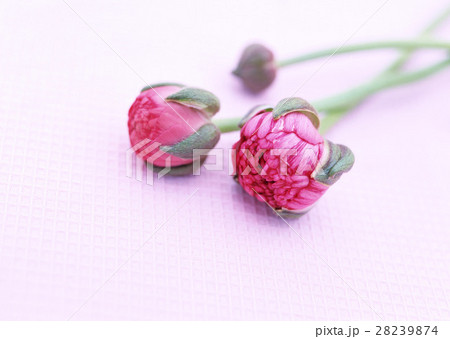 ラナンキュラス 28239874