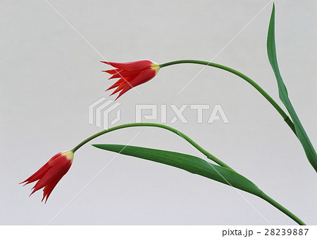 チューリップ 28239887