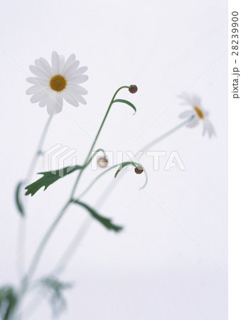 マーガレット 28239900