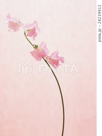 スイートピー 28239912