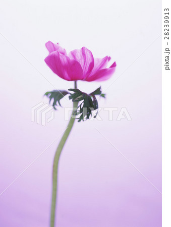 アネモネ 28239913