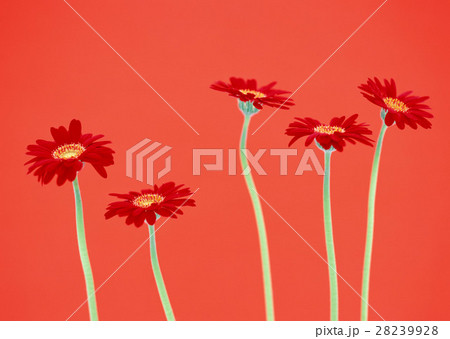 ガーベラ ガーベラ 28239928