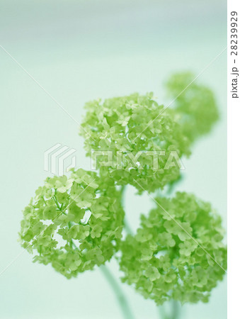 ビバーナム ビバーナム 28239929