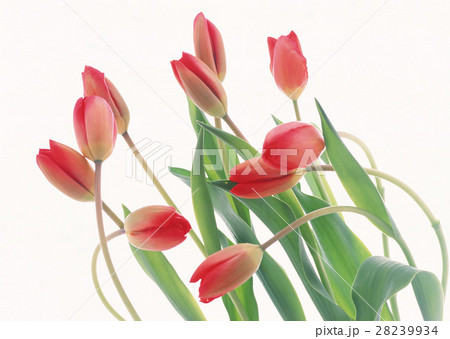 チューリップ チューリップ 28239934