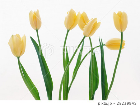 チューリップ 28239945