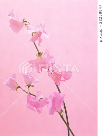 スイートピー 28239947