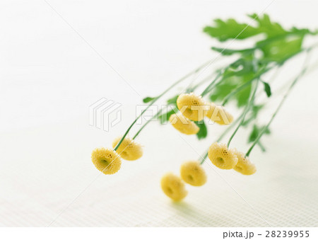 マトリカリア 28239955