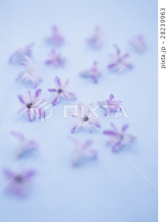 ヒヤシンス 28239963