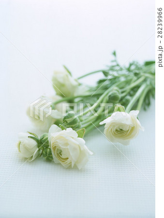 ラナンキュラス 28239966