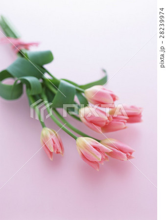 チューリップ 28239974