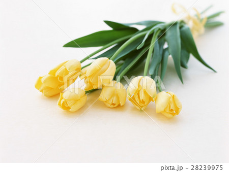 チューリップ 28239975