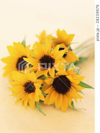 ヒマワリ 28239976
