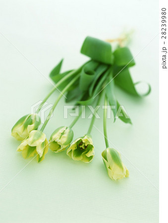 チューリップ 28239980