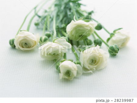 ラナンキュラス 28239987