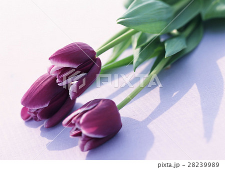 チューリップ 28239989