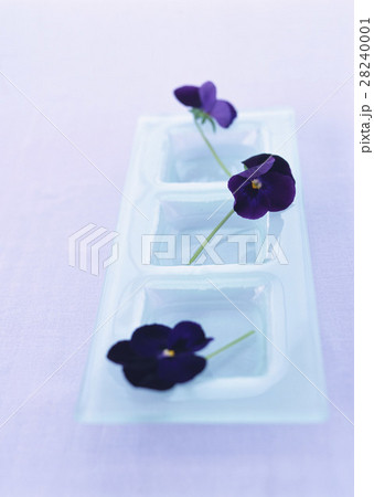 パンジー 28240001