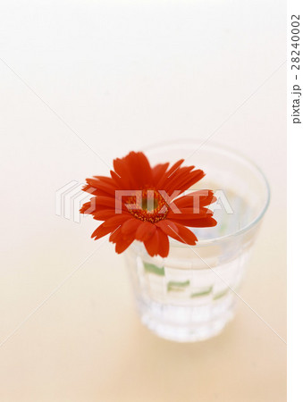 ガーベラ 28240002