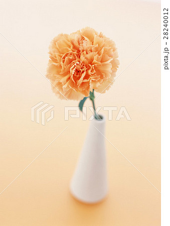 カーネーション 28240012