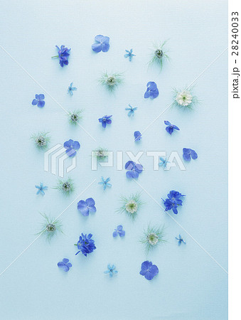 花いろいろ 花いろいろ 28240033