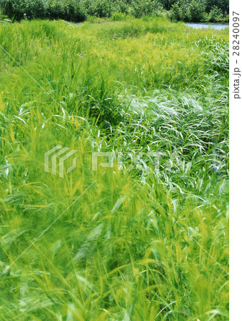 草原 草原 28240097