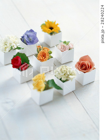 フラワーボックス 28240224