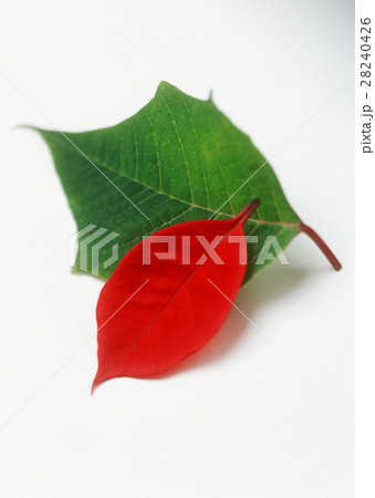 ポインセチア 28240426