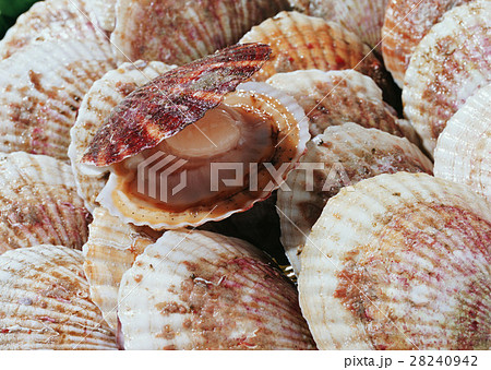 ホタテ 28240942