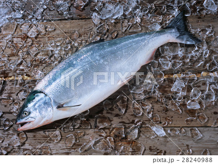 サケ サケ 28240988