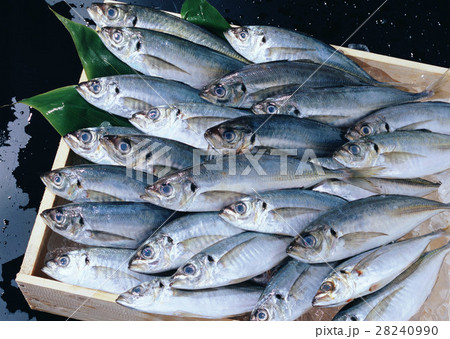 マアジ マアジ 28240990