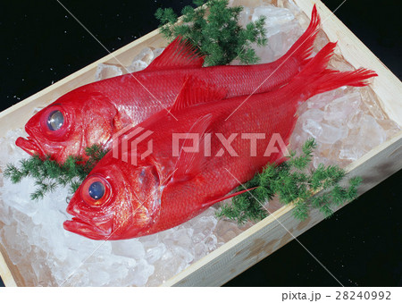 キンメダイ キンメダイ 28240992