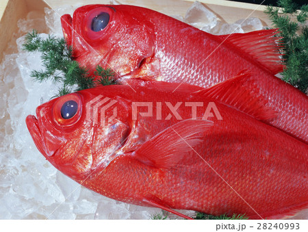 キンメダイ 28240993