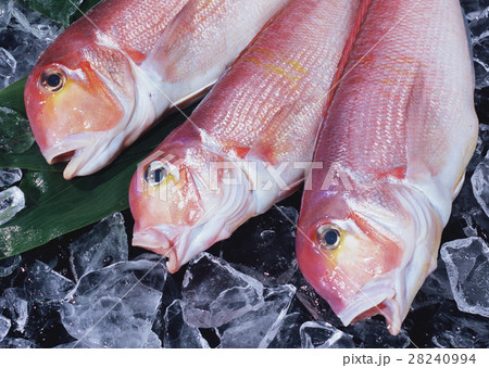 アマダイ 28240994