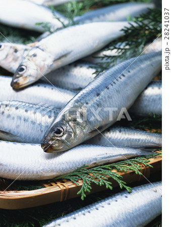 イワシ 28241037