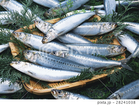 イワシ 28241038