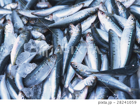 イワシ 28241059