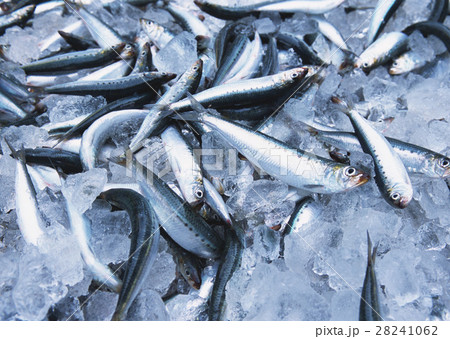 イワシ 28241062
