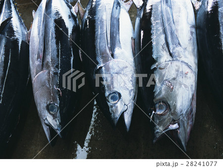マグロ 28241077
