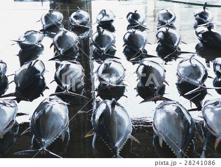 マグロ 28241086