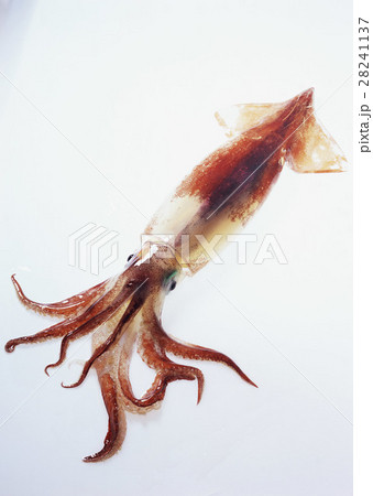 スルメイカ 28241137