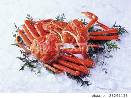 ズワイガニ 28241138
