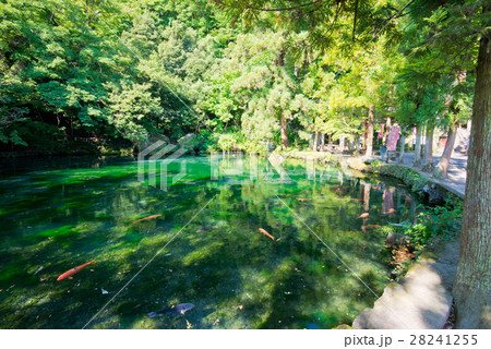 出流原弁天池 出流原弁天池湧水 出流原弁天池 出流原弁天池湧水 28241255