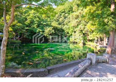 出流原弁天池 出流原弁天池湧水 出流原弁天池 出流原弁天池湧水 28241257