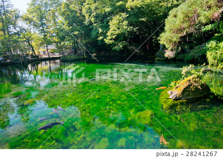 出流原弁天池 出流原弁天池湧水 出流原弁天池 出流原弁天池湧水 28241267