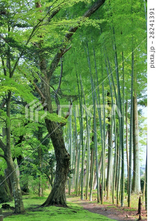 新緑の竹林 28241391