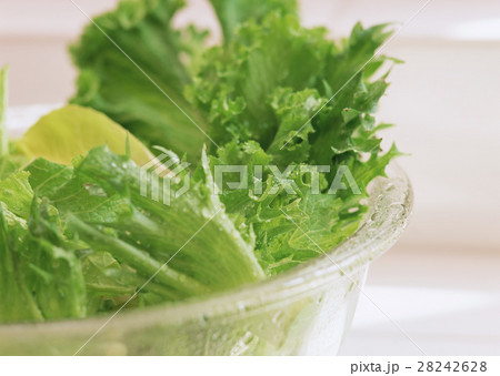 レタス 28242628