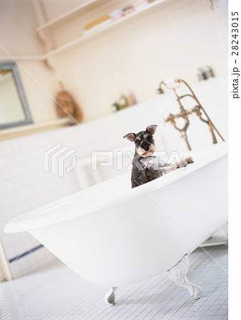 ミニチュアシュナウザー ミニチュアシュナウザー 28243015