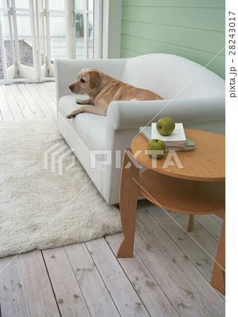 リビングルーム リビングルーム 28243017