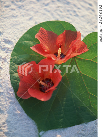 ハイビスカス 28243192