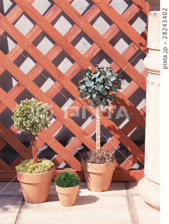 観葉植物 28243402