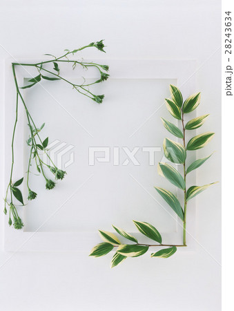 葉と花のフレーム 28243634